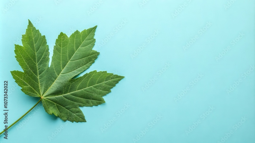A single, vibrant green leaf rests on a light blue background, a simple yet elegant botanical composition. A single, vibrant green leaf rests on a light blue background, a simple yet elegant botanical composition.