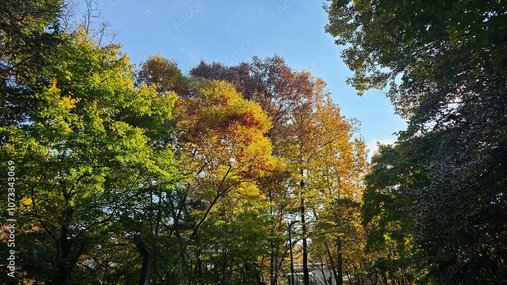 Naklejka premium 가을에 빨갛고 노랗게 물든 나무와 하늘이 보이는 자연경관