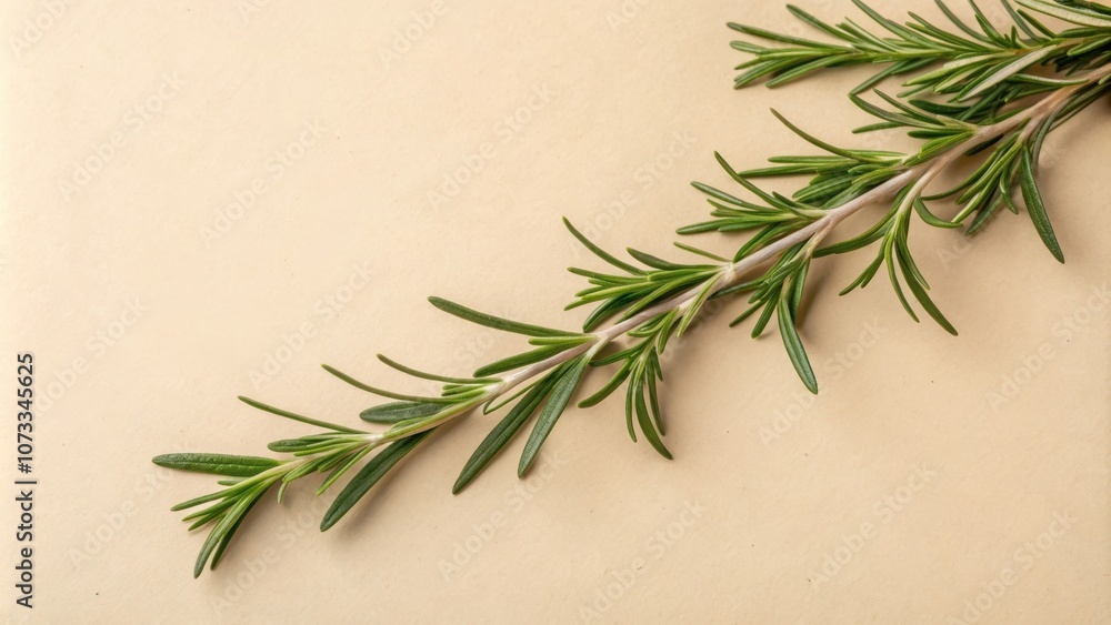 A sprig of rosemary with long, slender leaves against a backdrop of a soft, light brown surface. A sprig of rosemary with long, slender leaves against a backdrop of a soft, light brown surface.