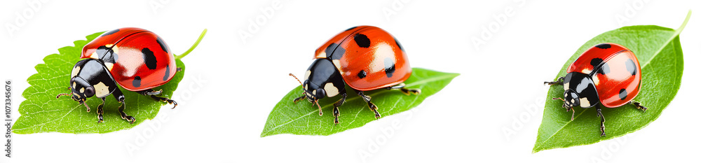 Ladybug collection on vibrant green leaves isolated on transparent background Ladybug collection on vibrant green leaves isolated on transparent background