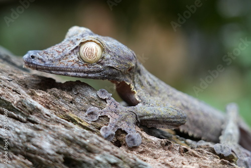 nocturnal leaf-tailed gecko of Madagascar on a branch  photo