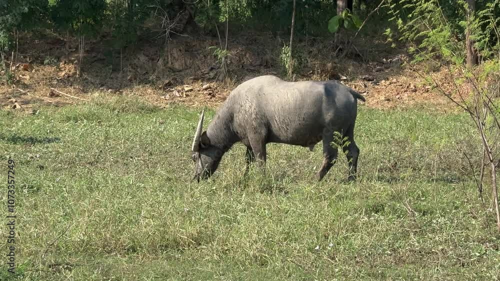 Buffaloes are eating grass in the fields. Buffaloes are eating grass in the fields.