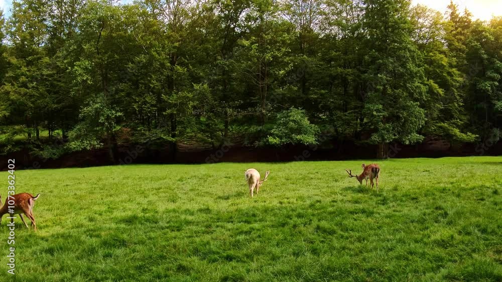 Rehe und Hirsche auf einer Lichtung, Wiese, Wald, Wildtiere, Damwild, Natur, Tiere
Rehe und Hirsche auf einer Lichtung, Wiese, Wald, Wildtiere, Damwild, Natur, Tiere