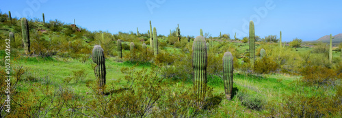 After The Rain Sonora Desert Arizona Picacho Peak State Park photo