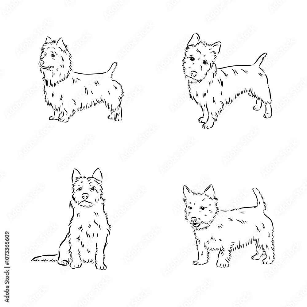Fototapeta premium Decorative outline portrait of Dog Australian Terrier, vector