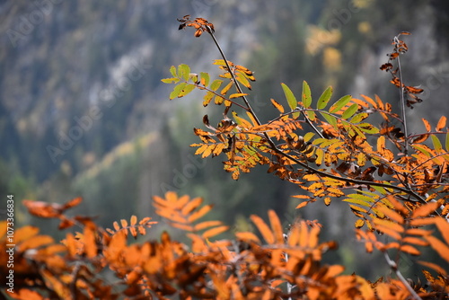 Herbstlaub