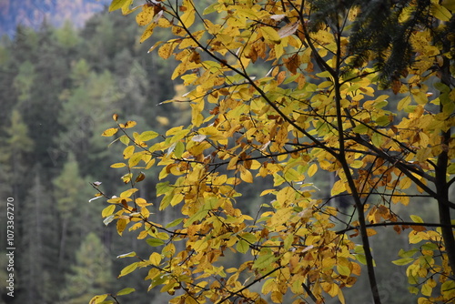 Herbst