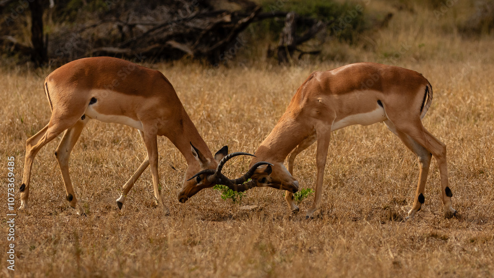 Two impala rams fighting with their horns locked Two impala rams fighting with their horns locked