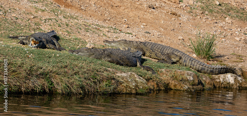 Three crocodiles basking in the sun on a riverbank photo