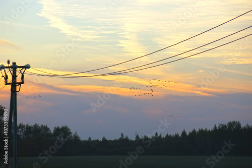 wild cranes fly to spend the night at the autumn sunset in the Russian national reserve Crane Homeland photo