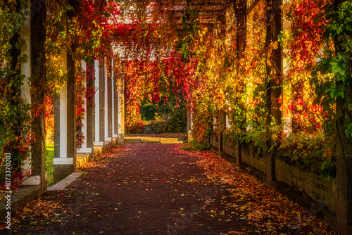 Pergola mit rotem Wein im Herrenkrug Magdeburg photo