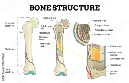 Bone structure set. Biology educational poster design. Scheme of human bone anatomy. Flat vector illustration with detailed information isolated on white background