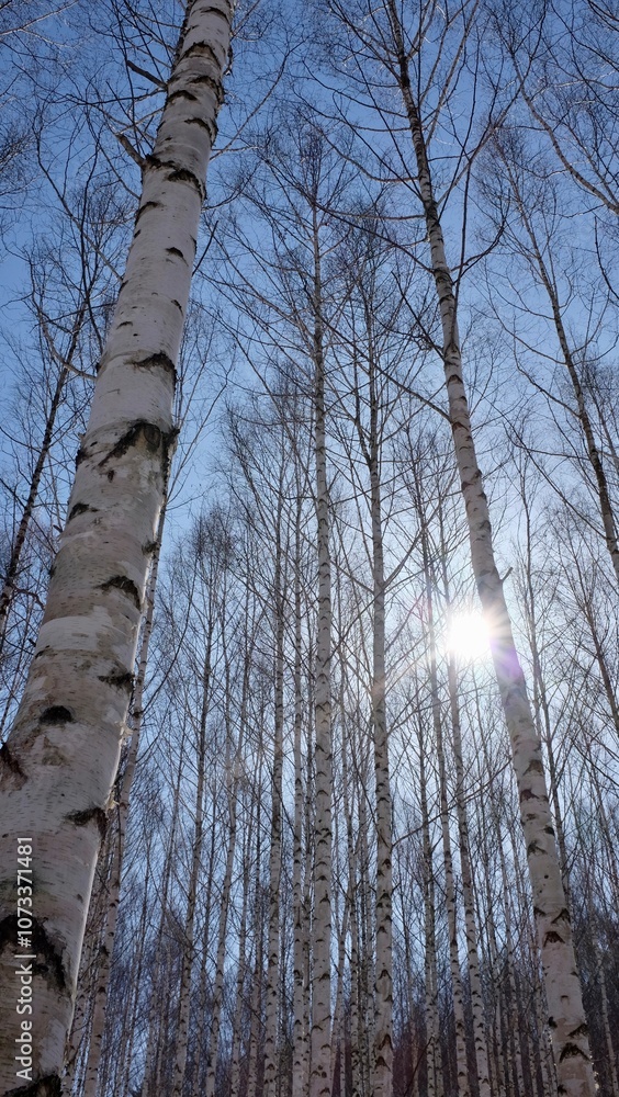 Fototapeta premium White birch woods, Inje, Gangwon, Korea