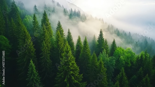 A serene forest landscape enveloped in mist, showcasing lush green trees and nature's beauty.