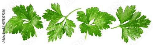 Tableau sur toile Parsley isolated on white background, full depth of field