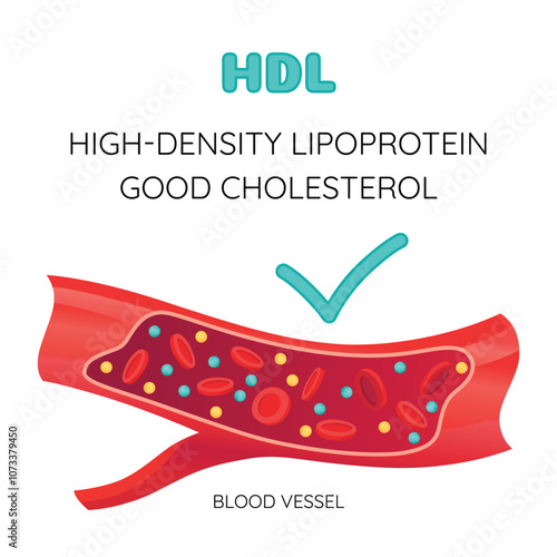 Type of cholesterol in human blood vessels. Normal artery for explanation disease. High-Density Lipoprotein HDL. Vector illustration