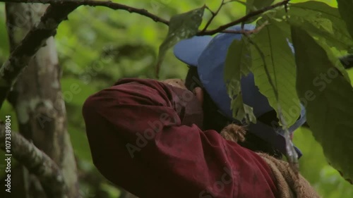 Traditional. Real scenes of a Venezuelan farmer practicing subsistence agriculture, a simple lifestyle deeply tied to nature. Climate change and global warming threaten these authentic livelihoods. 
