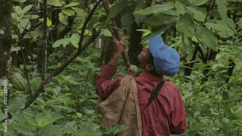 Traditional. Real scenes of a Venezuelan farmer practicing subsistence agriculture, a simple lifestyle deeply tied to nature. Climate change and global warming threaten these authentic livelihoods. 