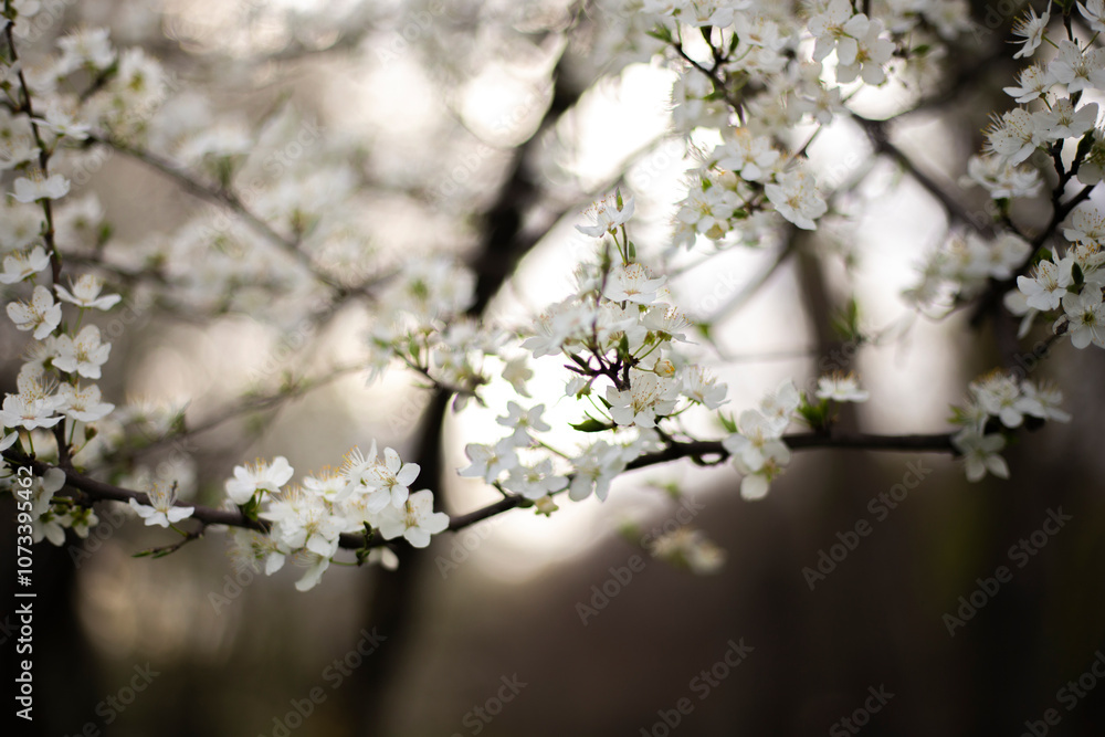 Obraz premium A cetuous tree in spring with small white flowers