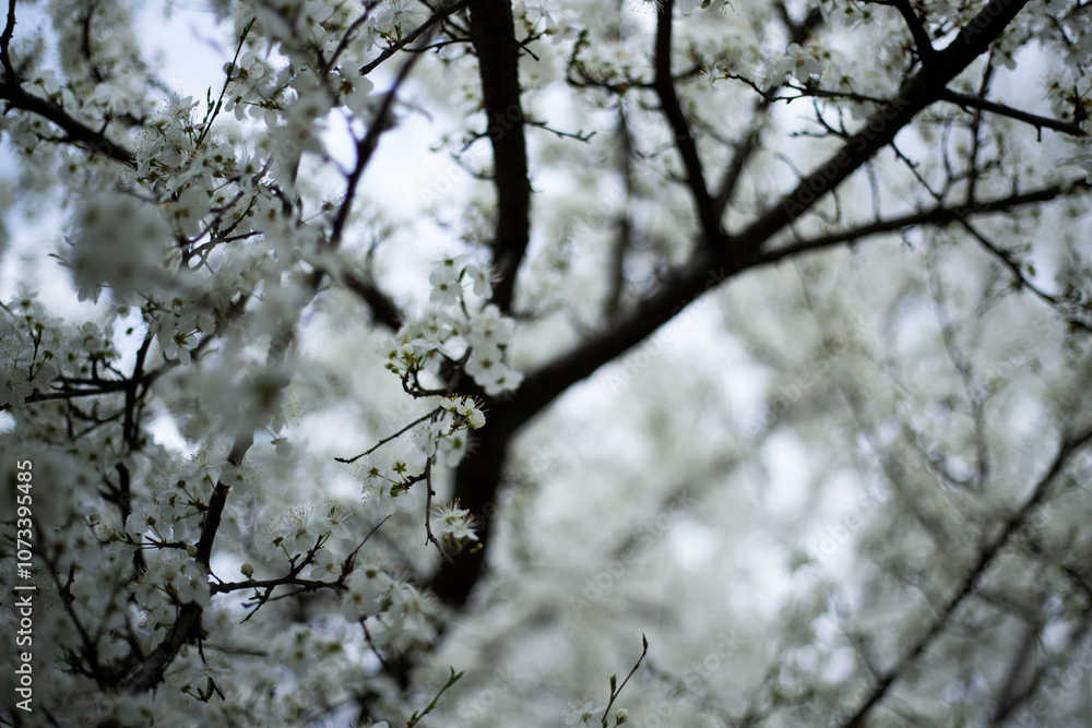 Close up. Flowers Growing On A Delicate Branch In Spring. Small White Flowers. Small White Flower On A Branch. Close up. Flowers Growing On A Delicate Branch In Spring. Small White Flowers. Small White Flower On A Branch.