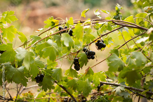 Tableau sur toile Branch of black currant with ripe berries on a background of bushes