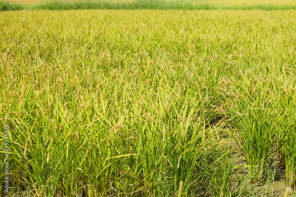 rice plants in the agricultural fields during the harvest season rice plants in the agricultural fields during the harvest season