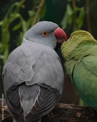 Canvas-taulu cotorra de kramer