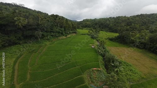 Asian countries paddy field drone footage