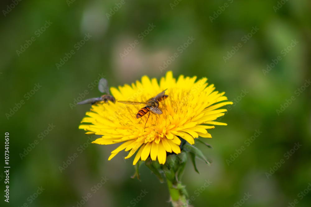 bee collecting pollen on a yellow flower known as taraxacum bee collecting pollen on a yellow flower known as taraxacum