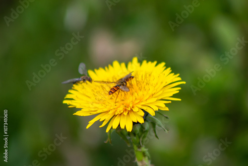 Wallpaper Mural bee collecting pollen on a yellow flower known as taraxacum Torontodigital.ca