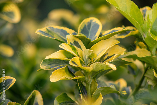 Golden Euonymus or Euonymus japonicus Aureo marginatus densely planted shrub plant with bright golden yellow foliage green