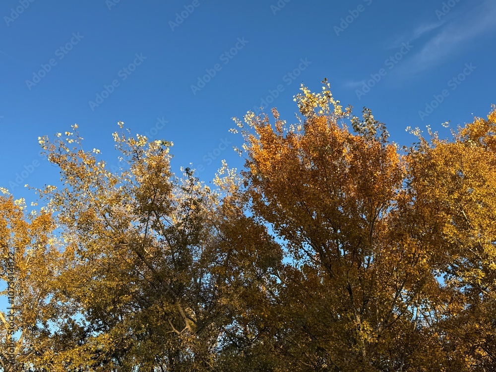 Populus alba forest called white poplar, autumn landscape view. Yellow leaves on the branches and blue sky behind. Autumn leaves of akkavak trees. Autumn leaves in sunlight. Natural autumn background. Populus alba forest called white poplar, autumn landscape view. Yellow leaves on the branches and blue sky behind. Autumn leaves of akkavak trees. Autumn leaves in sunlight. Natural autumn background.