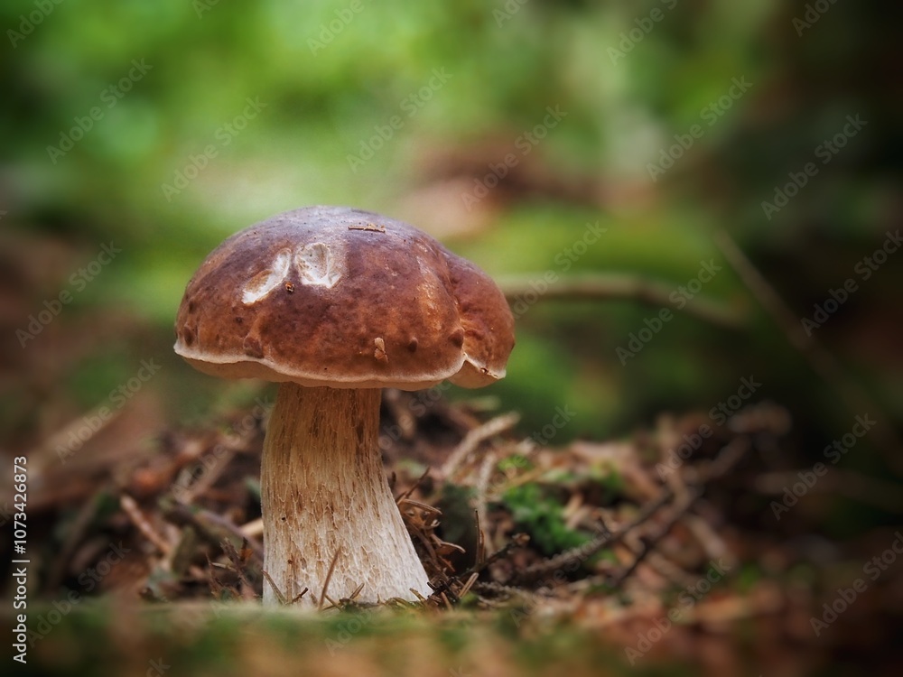 Deatail shot Boletus edulis in the forest Deatail shot Boletus edulis in the forest
