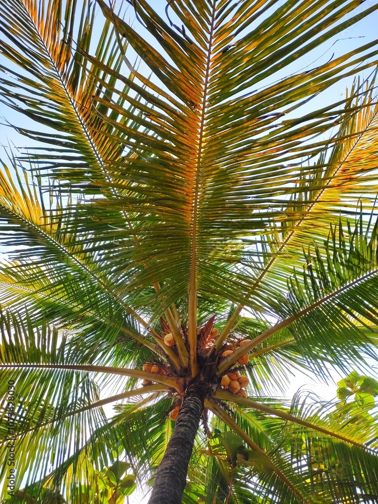 Fototapeta premium coconut palm tree under bright sky with sunlit green leaves and ripe