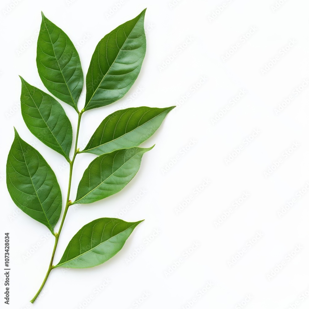 Green leaves against white background, diffused light, natural shadows, botanical style Green leaves against white background, diffused light, natural shadows, botanical style
