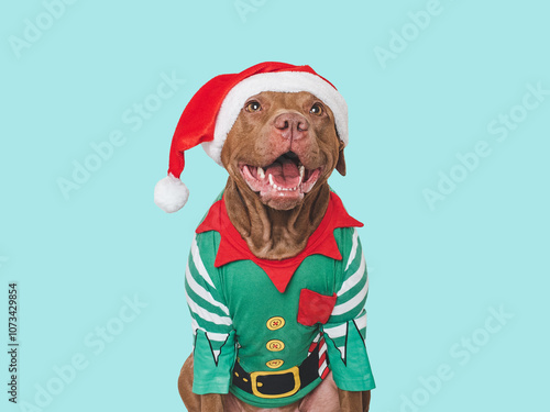 Merry Christmas and Happy New Year. Charming dog, festive costume and space for greeting inscription. Closeup, indoors. Studio shot. Congratulations for family, friends, colleagues. Pet care concept photo