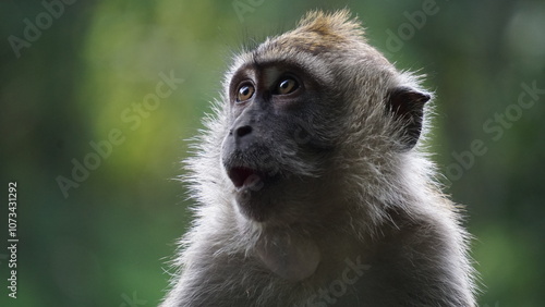 Photography Beautiful sharp photo of a monkey in Malaysia