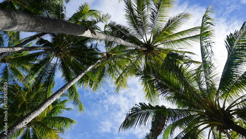 Beautiful palm trees in Palm Cove Australia