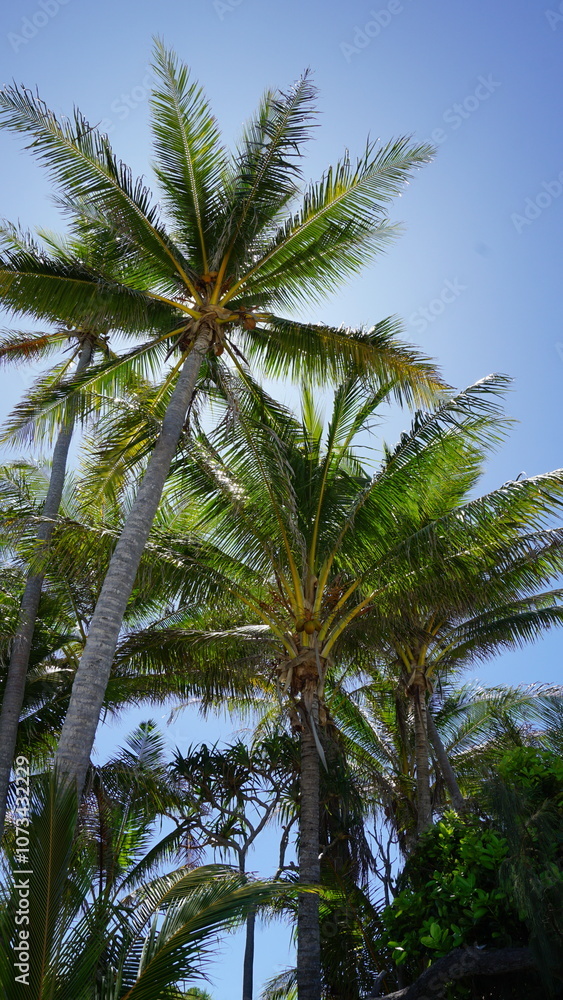 Palm tree coconut tree paradise Palm tree coconut tree paradise
