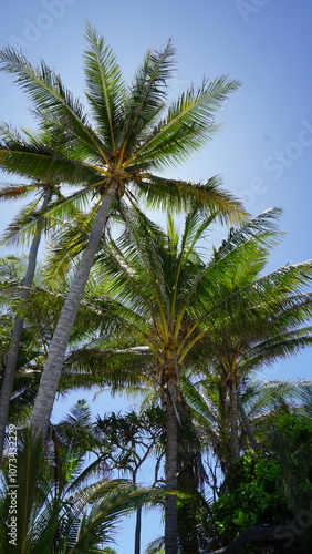 Palm tree coconut tree paradise