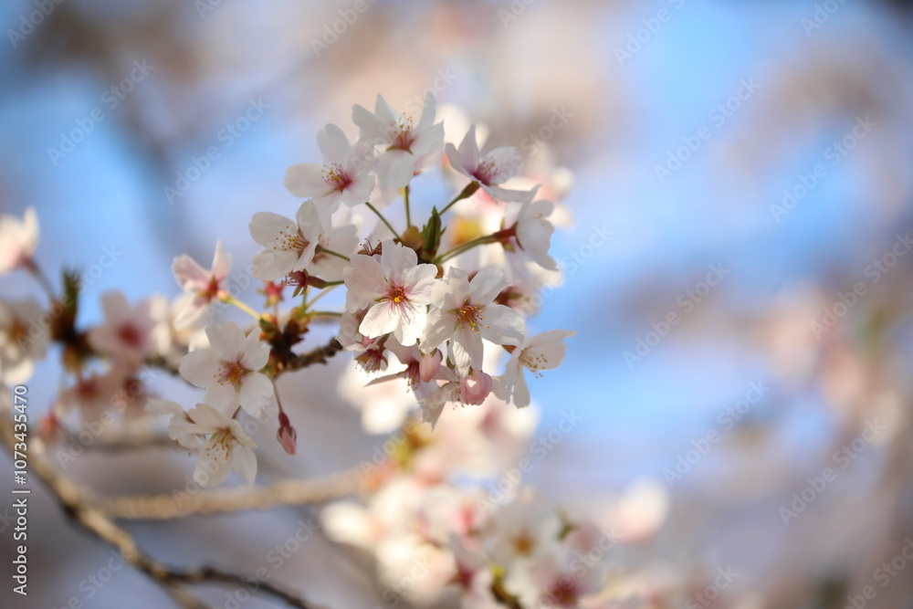 Spring cherry blossoms in Kyushu, Japan Spring cherry blossoms in Kyushu, Japan