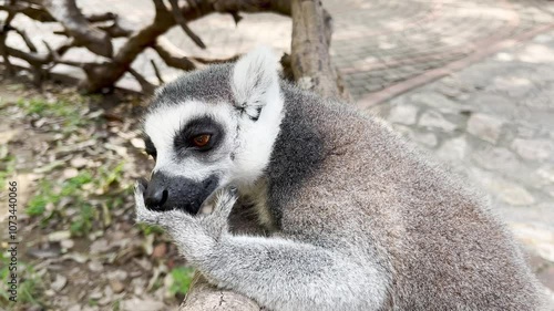Ring-tailed lemur close-up. Resting, licking its fur