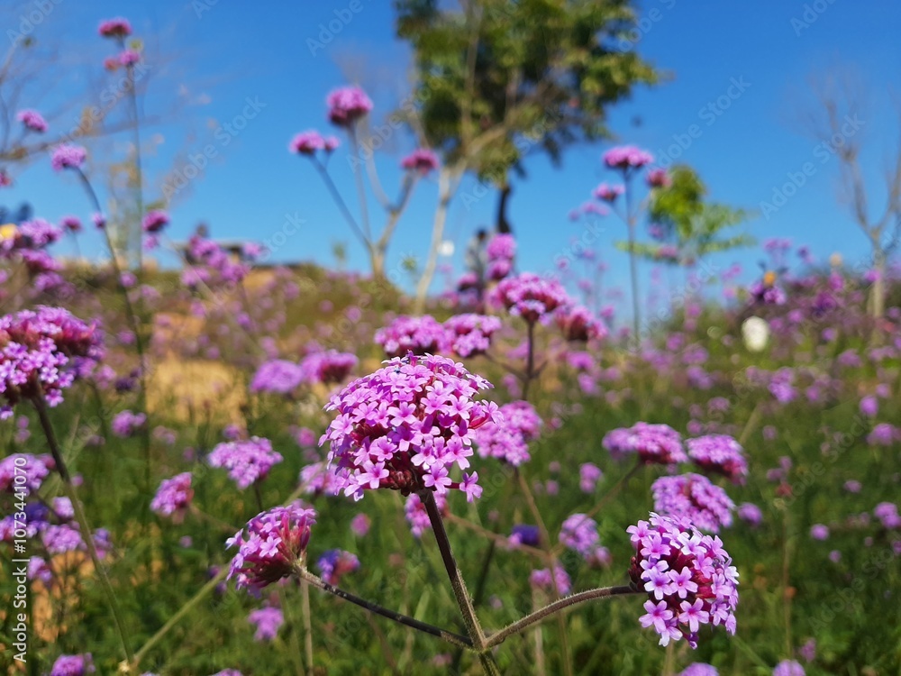 Obraz premium shows a close-up of vibrant purple flowers with a blurred background featuring greenery and a clear blue sky. The focus on the flowers against the soft natural backdrop highlights the beauty of nature