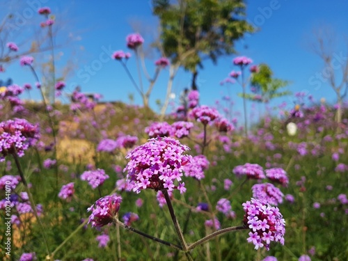 shows a close-up of vibrant purple flowers with a blurred background featuring greenery and a clear blue sky. The focus on the flowers against the soft natural backdrop highlights the beauty of nature