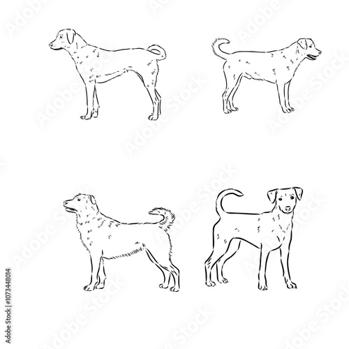 austrian pinscher vector sketch illustration