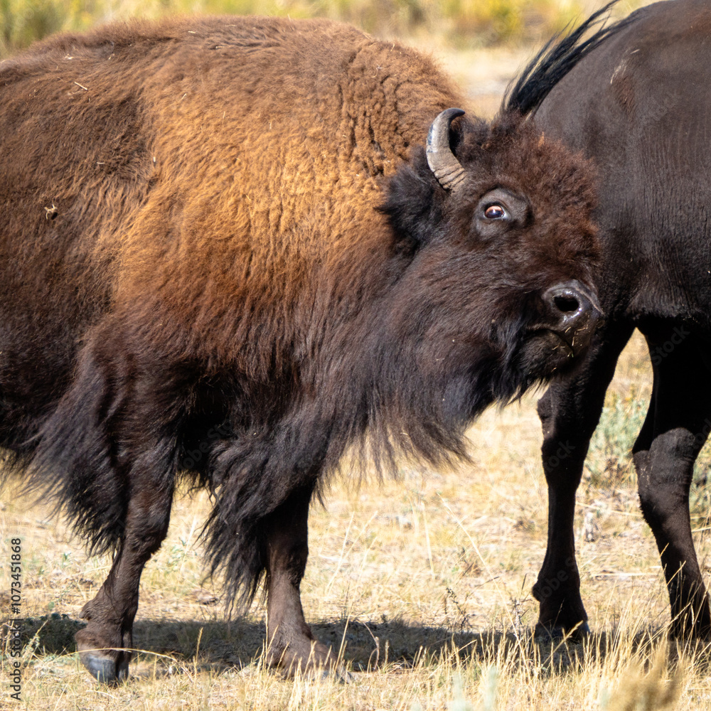Brown buffalo with a long mane and a large horn Brown buffalo with a long mane and a large horn