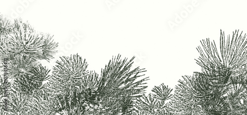 Background for Christmas with pine needles and small pine cones