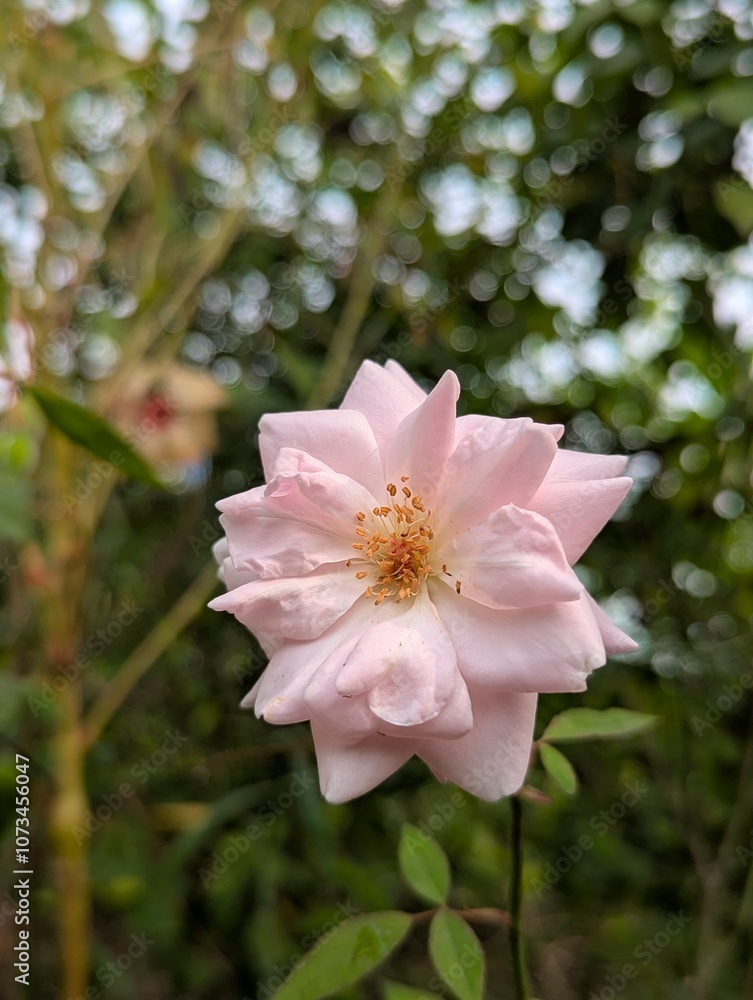 Fototapeta premium Rose, white pink rose .