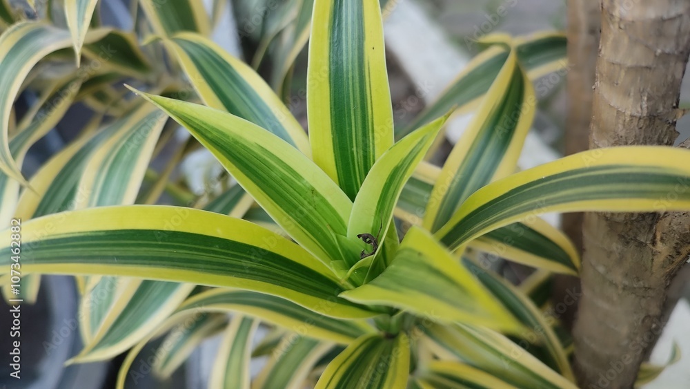 Dracaena reflexa or Song of India Dracaena or Dragon Tree Plant in an evergreen shrub with very unique growing habits.
Dracaena reflexa or Song of India Dracaena or Dragon Tree Plant in an evergreen shrub with very unique growing habits.