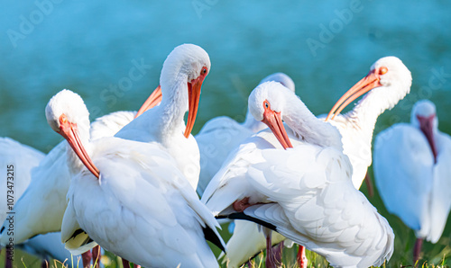 Group of Ibises Preening
